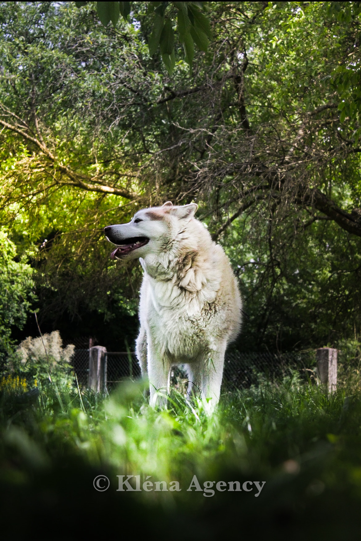 KlénaAgency - Photographie professionnelle